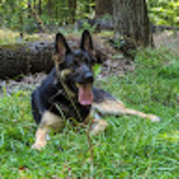 chelsealiddle26